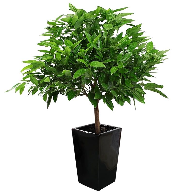 木本綠植規(guī)格：0.5—2.5米由實(shí)地空間來(lái)設(shè)計(jì)擺放